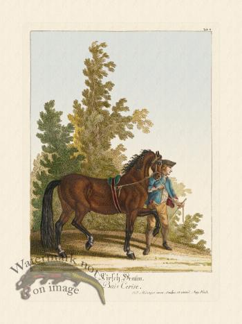 Ridingers Horses 08